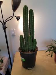 Whilst there, i bought a pressure cooker to brew the cactus which i was now certain had arrived. Just Got One Of My Wishlist Plants It S A San Pedro Cactus I Live In Zone 8b Any Tips To Keep This Guy Happy And Healthy Are Welcome Houseplants