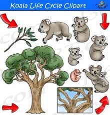 Koala Life Cycle Clipart Learn More About The Life Cycle Of Koala With These Brightly Colored Graphics Teach Your Students In An E Life Cycles Clip Art Koala
