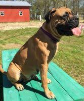 We never want our puppies or dogs to end up in a shelter without a permanent, loving home. Bullmastiff Puppies For Sale In Florida Bullmastiff Breeders And Information
