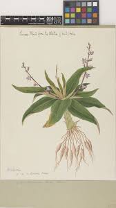 Image result for Aneilema zebrinum