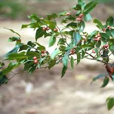 Image result for Agelanthus sp. aff. A. brunneus