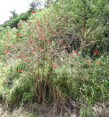 Image result for Erythrina × coddii