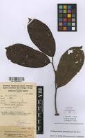 Image result for Dichapetalum madagascariense