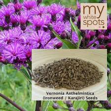 Image result for Vernonia anthelmintica