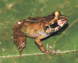 Image result for Pristimantis bambu