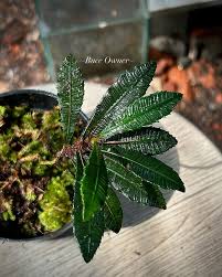 Image result for Sauvagesia