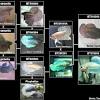 Betta breeding data betta log for knowledge and reference. Https Encrypted Tbn0 Gstatic Com Images Q Tbn And9gcrcswpqcwj0ovrsxekyzvjjhre3kgjk0le3zxf4ncu Usqp Cau