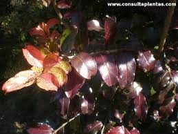 Image result for Galpinia transvaalica