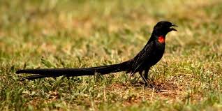 Birds Of South Africa Book This Red Collared Widow With Images Bird Book Birds Africa
