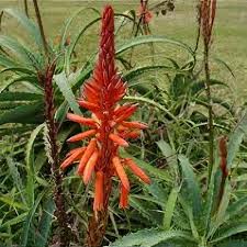 Image result for Aloe arborescens × inyangensis
