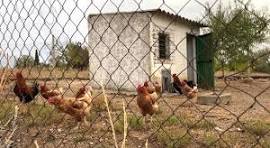 Gallinas y gallos en gallinero rustico