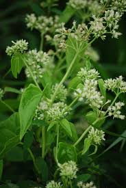 Image result for Grewia micrantha