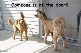 Boost dog's self control · 5 dog's emotion exercise How To Get Your Dog To Stop Barking Out The Window Or At The Doorbell Just Dogs Playcare