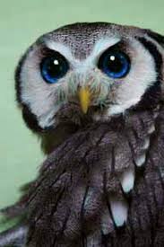 Beautiful Eyes Beautiful Owl Owl Pictures Owl
