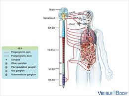 Synapses are essential to neuronal function: Glossary Of The Nervous System Learn Nervous Anatomy