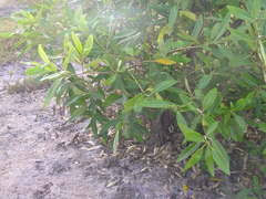 Image result for Justicia buchholzii