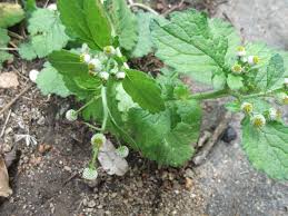 Image result for Dichrocephala