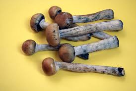 Image result for Psilocybin