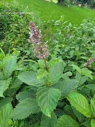 Image result for Rotheca