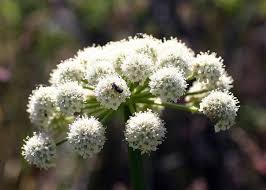 Image result for Aphloiaceae