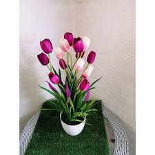 Pada akhir tahun 1958, kementerian pertanian telah mengemukakan tujuh jenis bunga untuk dipilih sebagai bunga kebangsaan. Tulip With Pot Tulip Murah Bunga Tulip Hiasan Gubahan Siap Pasu Putih Shopee Malaysia