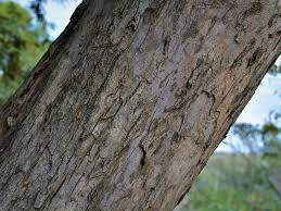 Image result for Millettia grandis