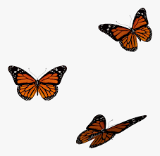 Search and download free hd butterfly png images with transparent background online from lovepik.com. Orange Butterfly Transparent Gif Hd Png Download Transparent Png Image Pngitem