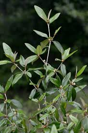 Image result for Croton pseudopulchellus