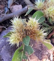 Image result for Alternanthera pungens