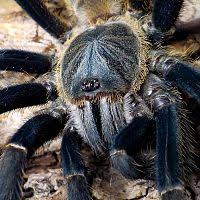 The tarantula was designed specifically for a reconnaissance role. Haplopelma Albostriatum Ratchaburi Arachnoboards