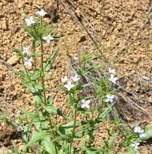 Image result for Conostomium natalense