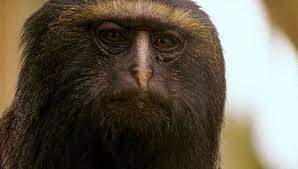 Clever Monkeys Photo Essay Meet The Guenons Nature Pbs Photo Essay Animals Photo