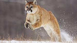 Wenn beim fischen plötzlich raubkatzen statt fische an dir vorbeischwimmen. Die Symbolik Des Pumas