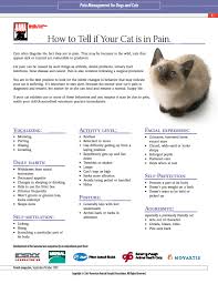 Cancers, like lymphoma, are even more prevalent in cats between the ages of two and six. Animal Hospital Of Warwick How To Tell If Your Cat Is In Pain