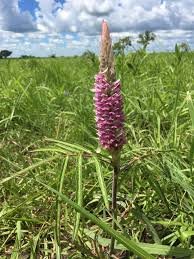 Image result for Uraria picta