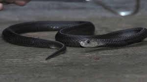 Temple snake di penang memang tidak berbeda dengan kelenteng atau vihara pada umunya, namun memiliki keunikan. Kronologi Siswi Sd Tewas Digigit Ular Berbisa Di Gianyar Tetangga Ungkap Ciri Ciri Fisik Ularnya Halaman All Surya