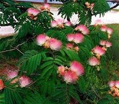 How To Grow Mimosa Trees From Seeds Mimosa Tree Pink Trees Persian Silk Tree