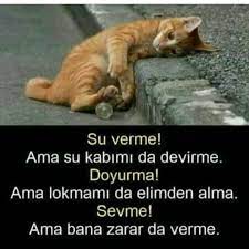 kevser kaya adli kullanicinin mesajlar panosundaki pin hayvan sozleri hayvan haklari hayvan