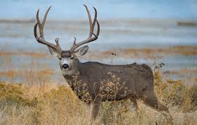 Download Mule Deer Vs Whitetail Deer Hunting Great Days Outdoors