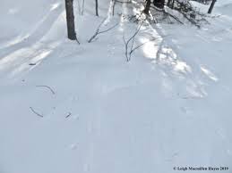 Maybe you would like to learn more about one of these? Winter Wild Out My Door Wondermyway