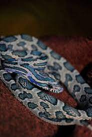 Blue Corn Snakes Blue Corn Snake By Dogdragon88 Corn Snake Pet Snake Milk Snake