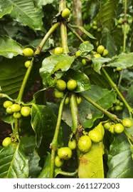 Image result for Coffea sp. A