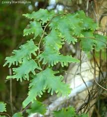 Image result for Lygodium microphyllum