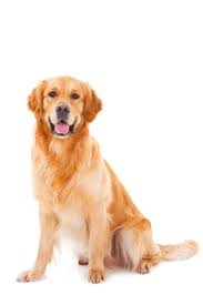 Purebred Golden Retriever Dog Sitting On Isolated White Background Goldenretriever Golden Retriever Purebred Golden Retriever Dogs Golden Retriever