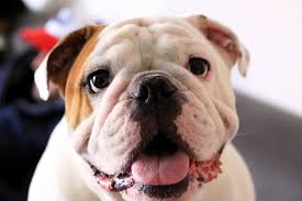 Img 0160 Bulldog English Bulldog Frenchie Bulldog