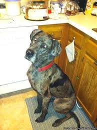 Great dane puppies for sale, detroit, michigan. Great Dane Needs The Spotlight For Sale In Greensboro North Carolina Classified Americanlisted Com