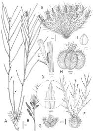 Image result for Acalypha welwitschiana