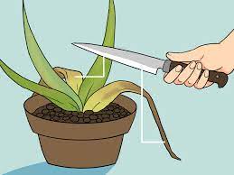 Leaf spot and root rot diseases were found on aloe vera in various areas of. 3 Ways To Revive A Dying Aloe Vera Plant Wikihow