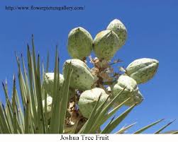 Planning a day trip to joshua tree from palm springs? Joshua Trees Of The Mohave Desert Wryheat