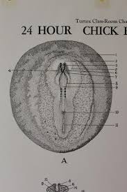 Vintage 24 Hour Chick Embryo Development Classroom Chart From Turtox